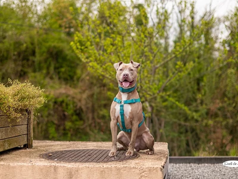 Tyson, Beige male American Staffordshire Terrier for adoption at SPA Charleroi, Charleroi