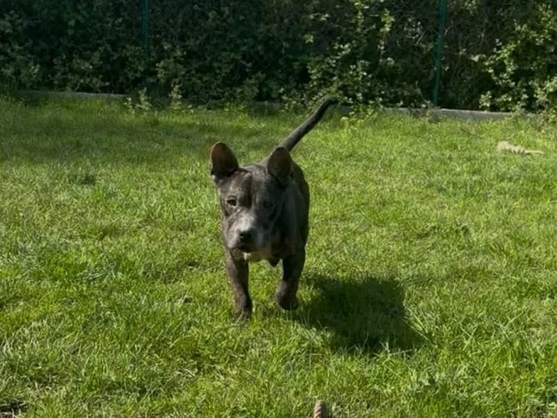 Néo, Gris male 5yo mixed breed for adoption at SPA Charleroi, Charleroi