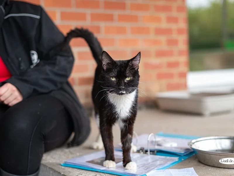 Oréo, Noir et blanc male mixed breed for adoption at SPA Charleroi, Charleroi