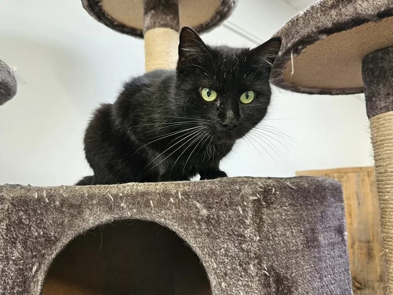 Jasmine, Noir female senior mixed breed for adoption at SPA Charleroi, Charleroi