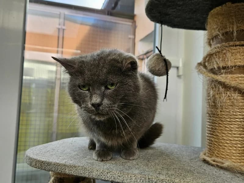 Milou, Gris male senior mixed breed for adoption at SPA Charleroi, Charleroi