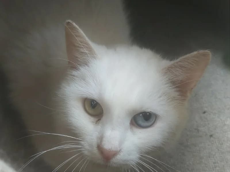 Fleur, Blanc female senior mixed breed for adoption at SPA Charleroi, Charleroi
