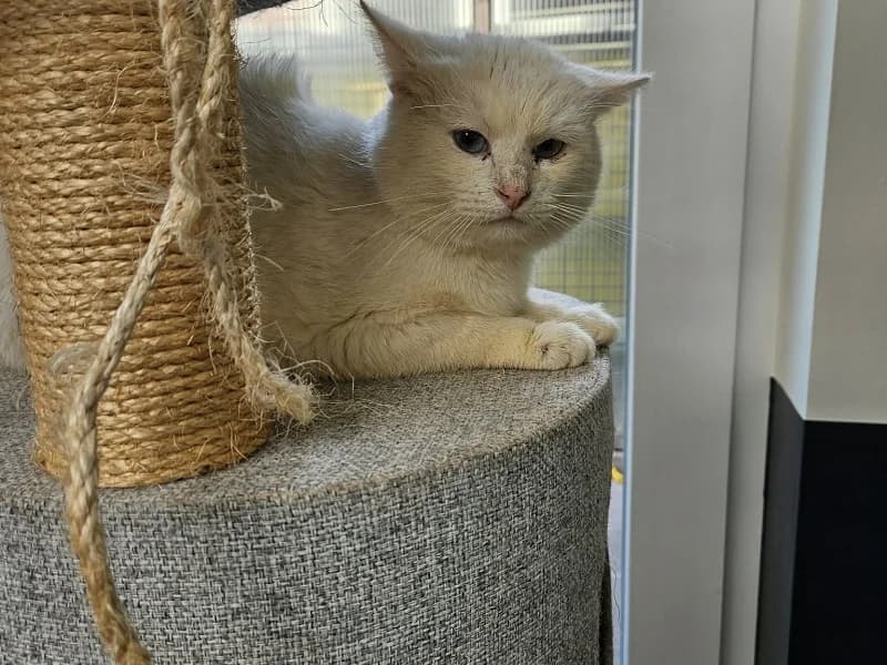 Diablo, Blanc male senior mixed breed for adoption at SPA Charleroi, Charleroi