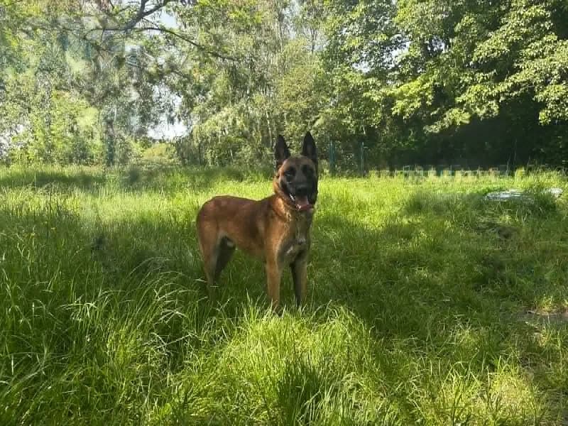 Hatsu, Fauve charbonné male Belgian Malinois for adoption at SPA Charleroi, Charleroi