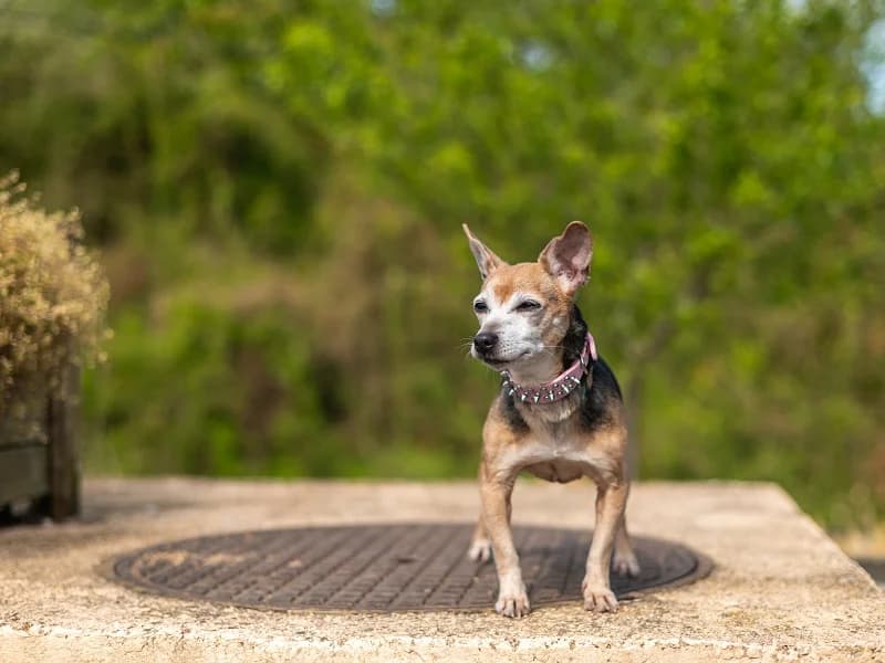 Molly, Noir et feu female senior mixed breed for adoption at SPA Charleroi, Charleroi