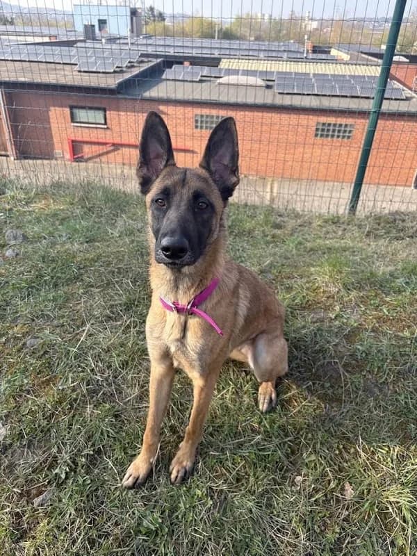 Bella, Fauve charbonné female young Belgian Malinois for adoption at SPA Charleroi, Charleroi