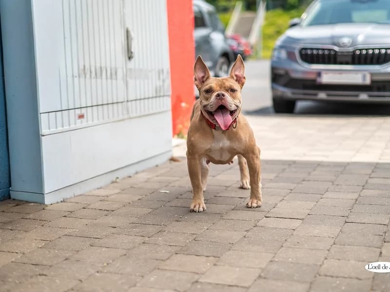 Maya, Beige female young American Bully for adoption at SPA Charleroi, Charleroi