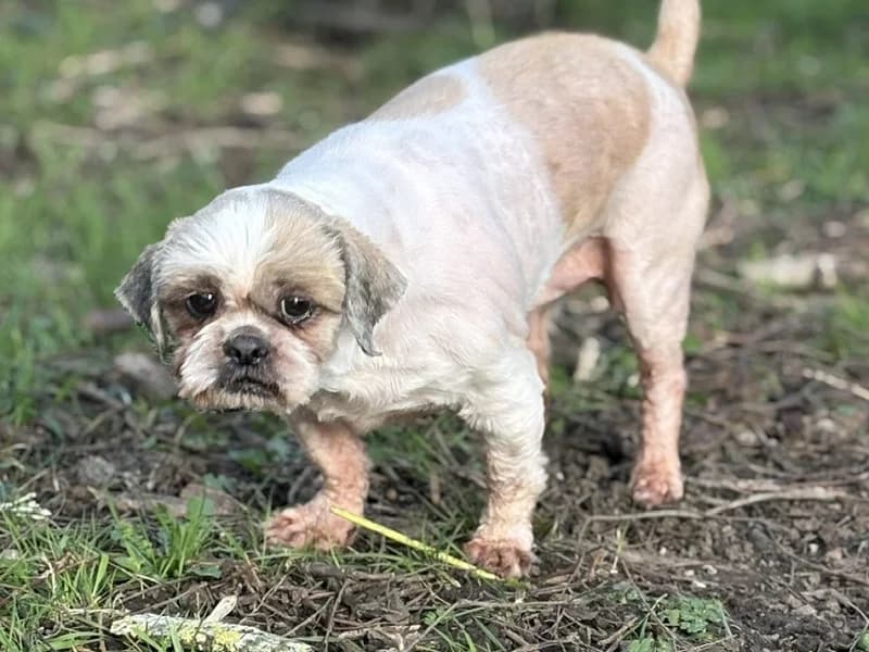 Nounours, Blanc et taches roux male senior Shih Tzu for adoption at SPA Charleroi, Charleroi