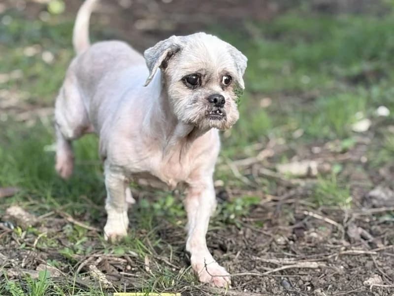 Caline, Blanc et roux female senior Shih Tzu for adoption at SPA Charleroi, Charleroi