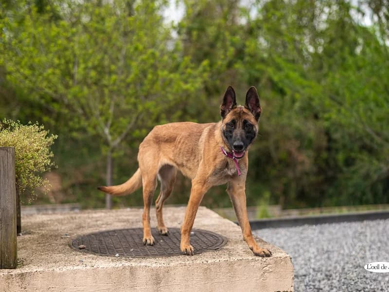 Nala, Fauve female Belgian Malinois for adoption at SPA Charleroi, Charleroi