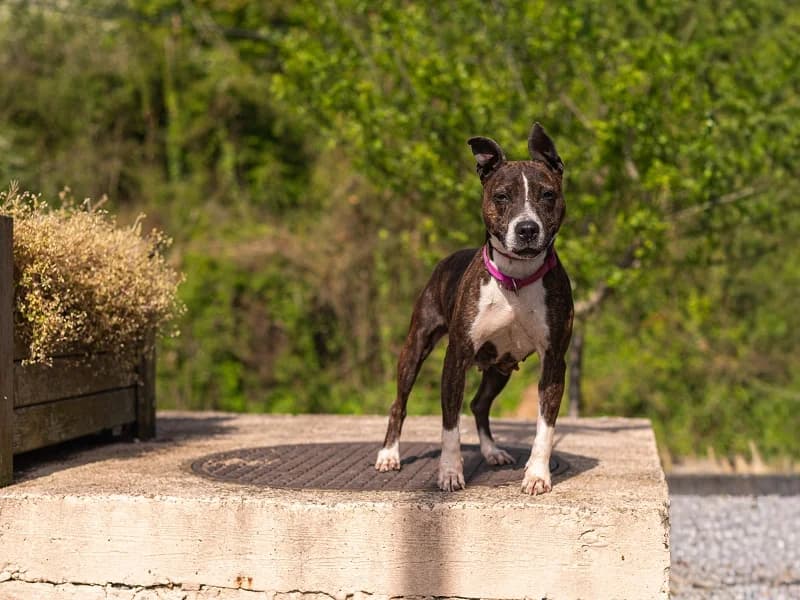 Kenza, Bringe blanc female senior American Staffordshire Terrier for adoption at SPA Charleroi, Charleroi