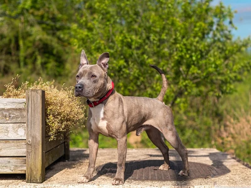 Kenzo, Gris blanc male 3yo American Staffordshire Terrier for adoption at SPA Charleroi, Charleroi