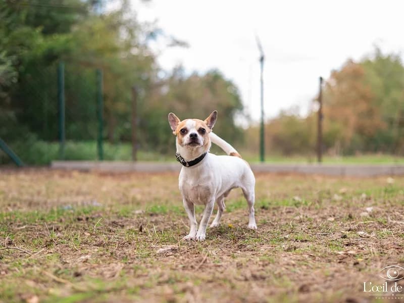 Phylou, Blanc et brun male 5yo Chihuahua for adoption at SPA Charleroi, Charleroi