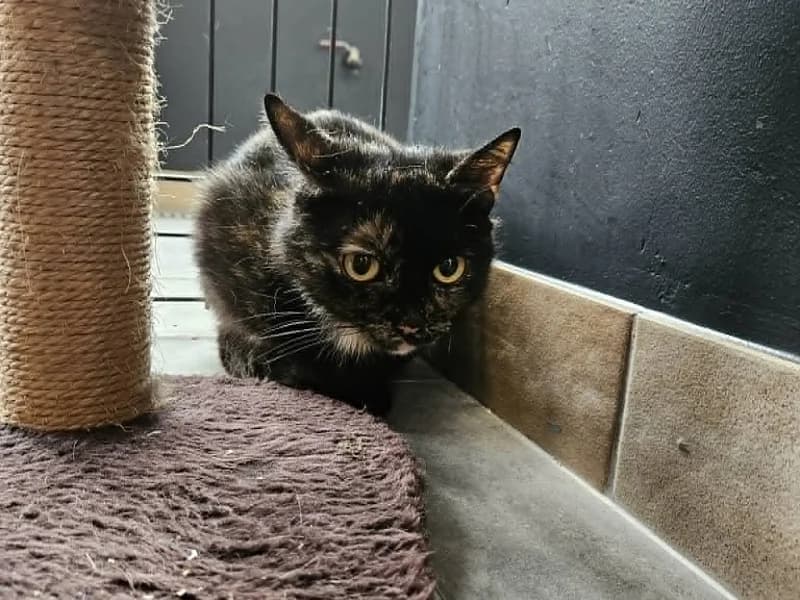 Enola, Ecaille de tortue female senior mixed breed for adoption at SPA Charleroi, Charleroi