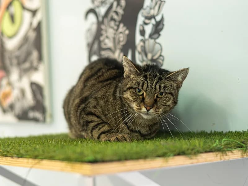 Shaka, Tigre gris female mixed breed for adoption at SPA Charleroi, Charleroi