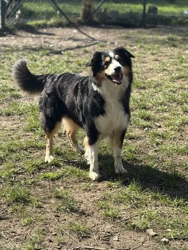 Meyko, Tricolore male senior Australian Shepherd for adoption at SPA Charleroi, Charleroi