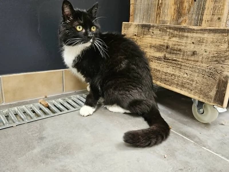 Pilou, Noir et blanc male senior mixed breed for adoption at SPA Charleroi, Charleroi