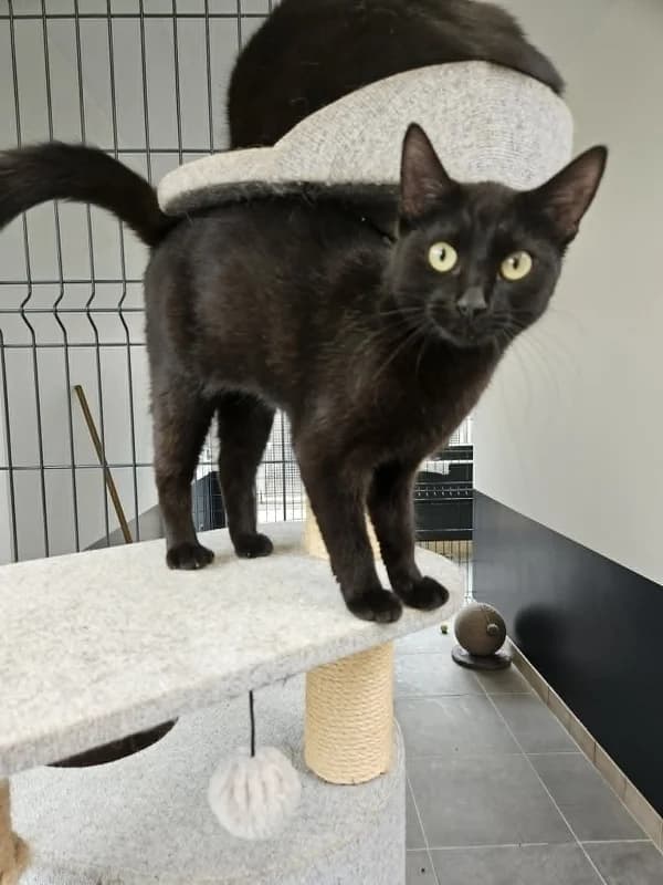 Mily, Noir female 7yo mixed breed for adoption at SPA Charleroi, Charleroi