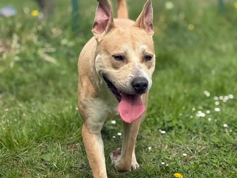 Murphy, Beige blanc male young American Staffordshire Terrier for adoption at SPA Charleroi, Charleroi
