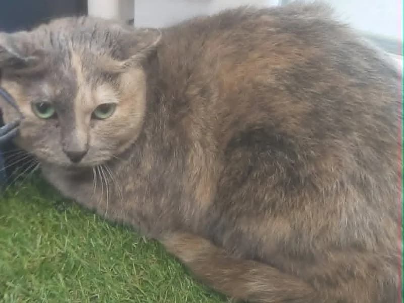 Célimene, Tricolore female young mixed breed for adoption at SPA Charleroi, Charleroi