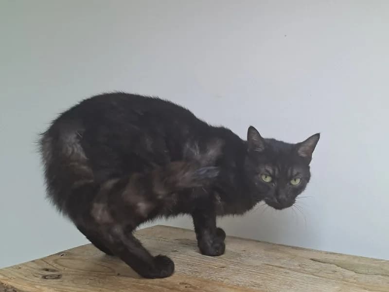 Mira, Noir female 6yo mixed breed for adoption at SPA Charleroi, Charleroi