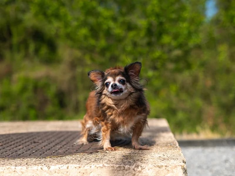Leila, Fauve charbonné female senior Chihuahua for adoption at SPA Charleroi, Charleroi