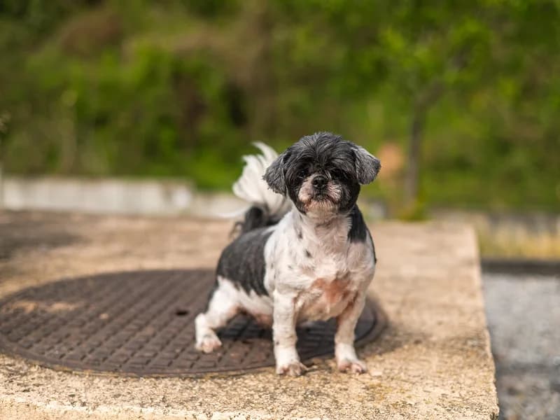 Princess, Noir et blanc female senior Shih Tzu for adoption at SPA Charleroi, Charleroi