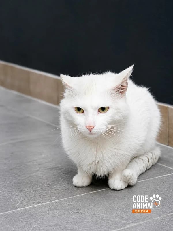 Pompom, Blanc male 6yo mixed breed for adoption at SPA Charleroi, Charleroi