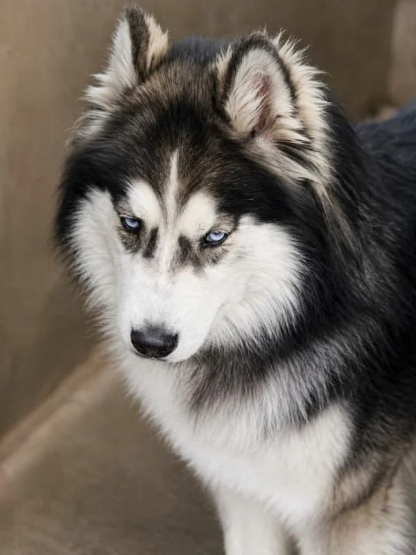 Bounty, Noir et blanc male puppy Husky for adoption at SPA Charleroi, Charleroi