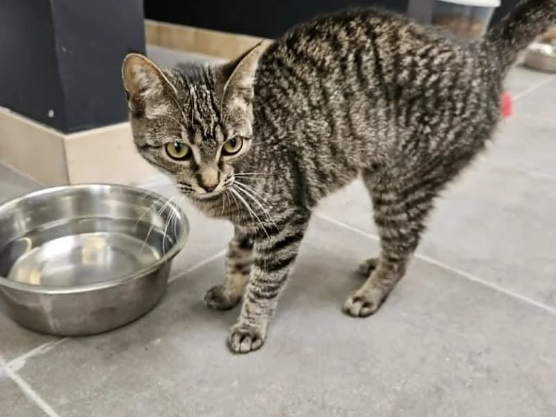 Hola, Tigré female 3yo mixed breed for adoption at SPA Charleroi, Charleroi
