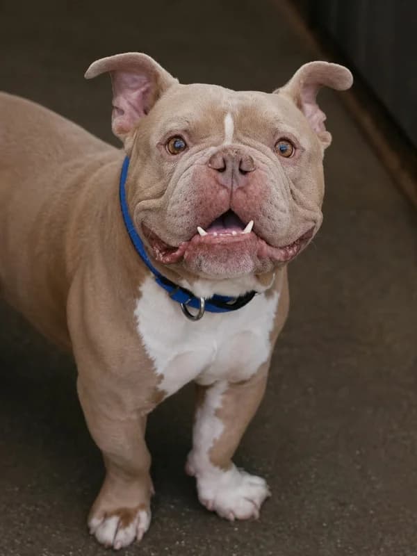 Pongo, Lilac male 5yo American Bully for adoption at SPA Charleroi, Charleroi