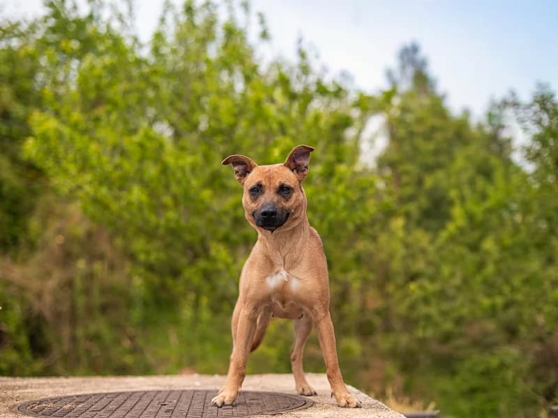 Avanna, Roux female 3yo mixed breed for adoption at SPA Charleroi, Charleroi