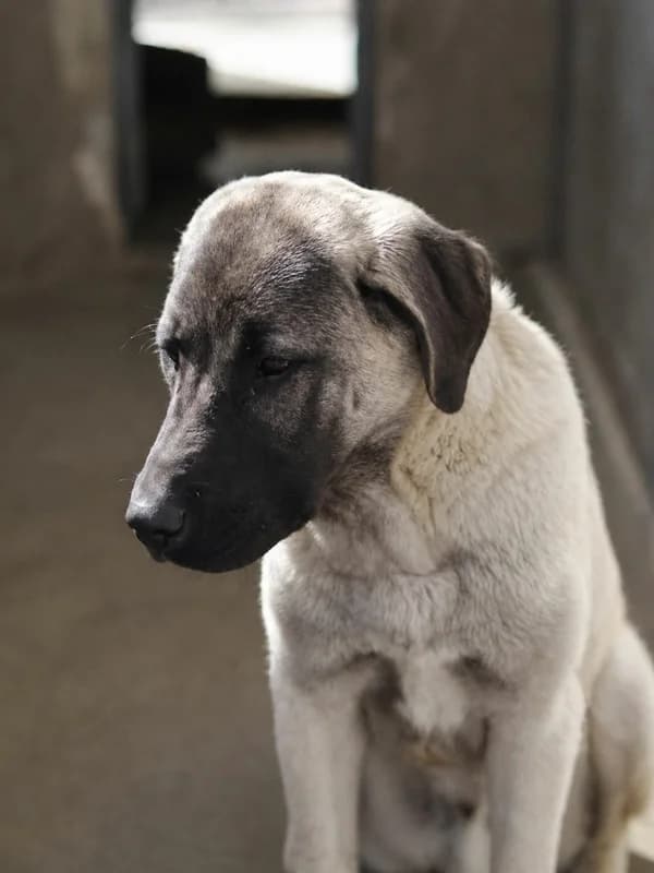 Rif, Beige male puppy mixed breed for adoption at SPA Charleroi, Charleroi