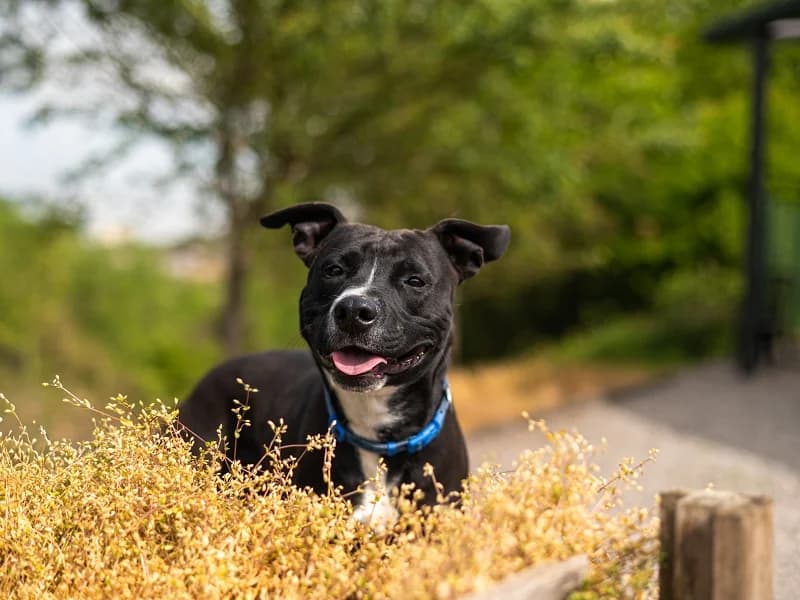 Ulyss, Noir et blanc male young American Staffordshire Terrier for adoption at SPA Charleroi, Charleroi