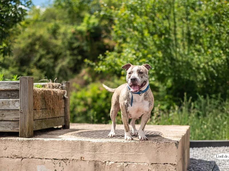 Kyra, Bringe blanc  young American Staffordshire Terrier for adoption at SPA Charleroi, Charleroi