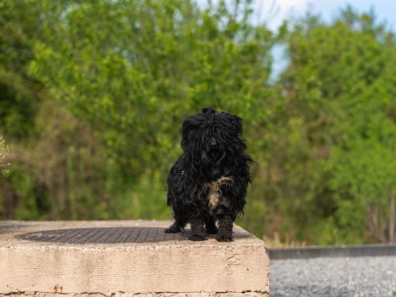 Coquin, Noir male 5yo Shih Tzu for adoption at SPA Charleroi, Charleroi