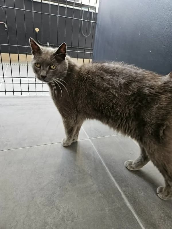 Patchy,  (SPA Charleroi)