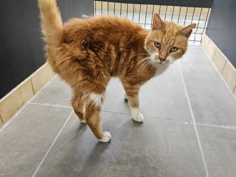 DOUDOU, Roux et blanc male senior mixed breed for adoption at SPA Charleroi, Charleroi