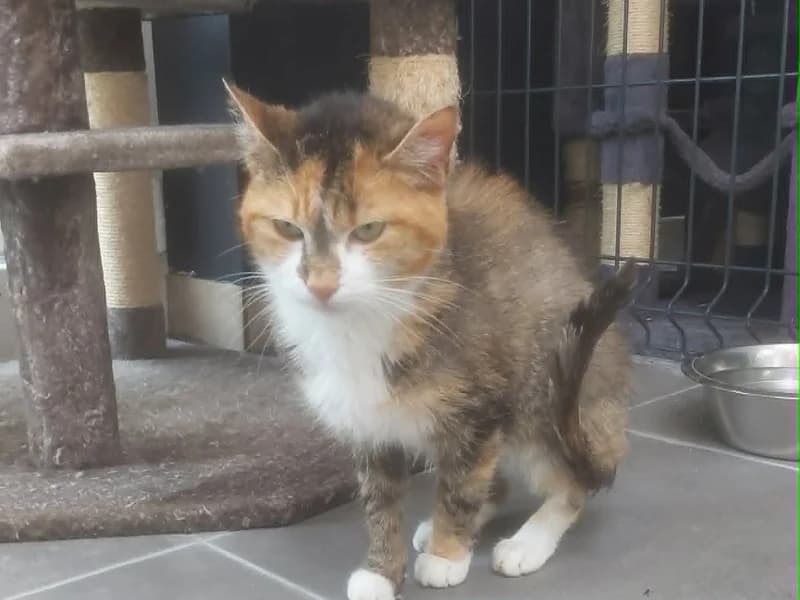Pyla, Tricolore female senior mixed breed for adoption at SPA Charleroi, Charleroi
