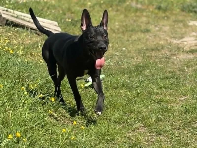 Toby, Noir male 5yo mixed breed for adoption at SPA Charleroi, Charleroi