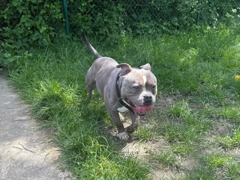 Bluey, Bleu blanc male 3yo American Bully for adoption at SPA Charleroi, Charleroi