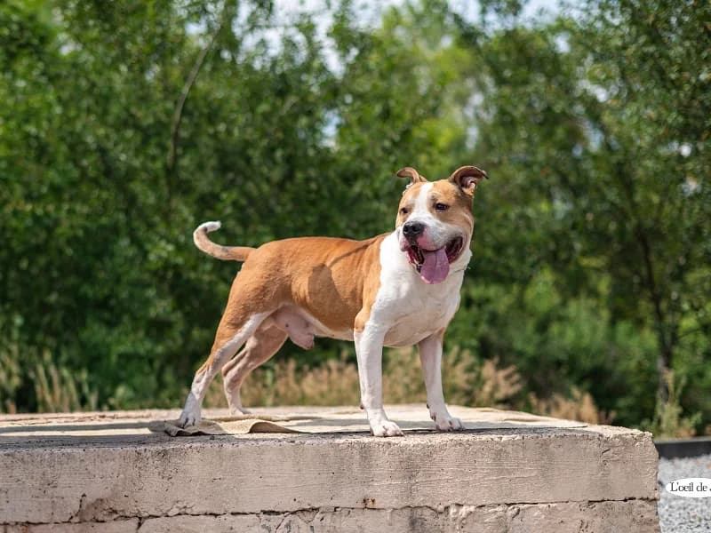 Brutus, Roux et blanc male 5yo American Staffordshire Terrier for adoption at SPA Charleroi, Charleroi
