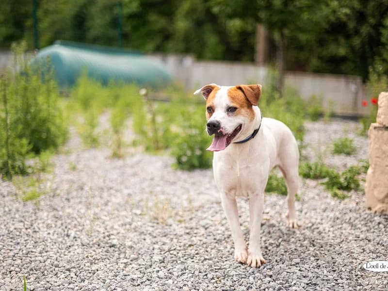 Curly, Blanc et roux male 5yo American Staffordshire Terrier for adoption at SPA Charleroi, Charleroi