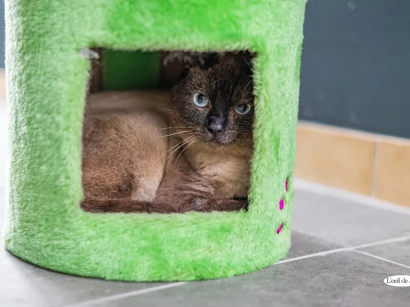 Juju, Seal Point Tabby male 5yo Siamese for adoption at SPA Charleroi, Charleroi