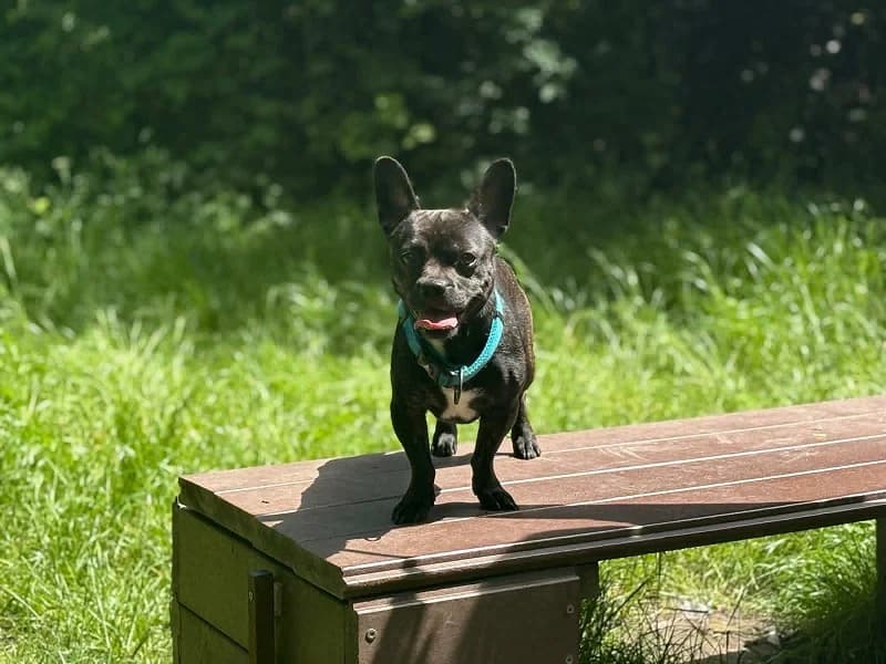 Balou, Noir et blanc male young French Bulldog for adoption at SPA Charleroi, Charleroi
