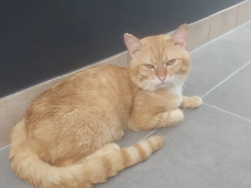 Teddy, Roux male 5yo mixed breed for adoption at SPA Charleroi, Charleroi