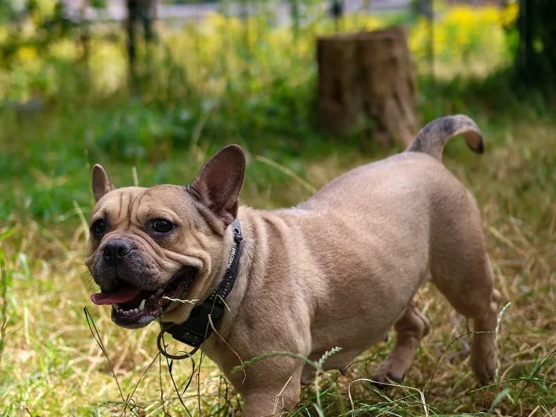 Pinky, Beige female 5yo American Staffordshire Terrier for adoption at SPA Charleroi, Charleroi