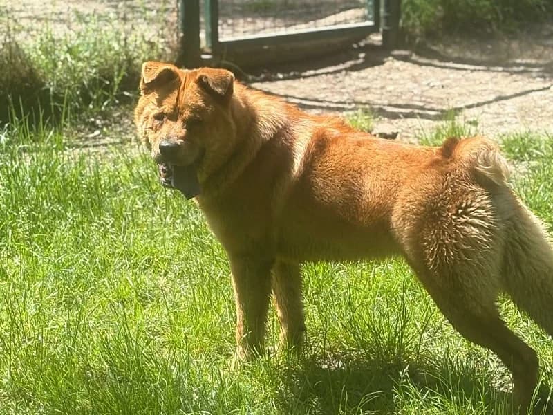 Ikow, Roux male young Akita for adoption at SPA Charleroi, Charleroi