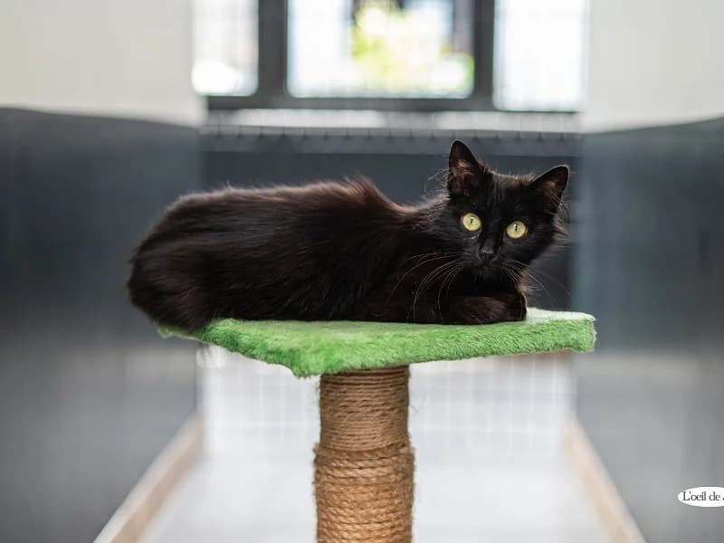 Lilas, Noir female 4yo mixed breed for adoption at SPA Charleroi, Charleroi