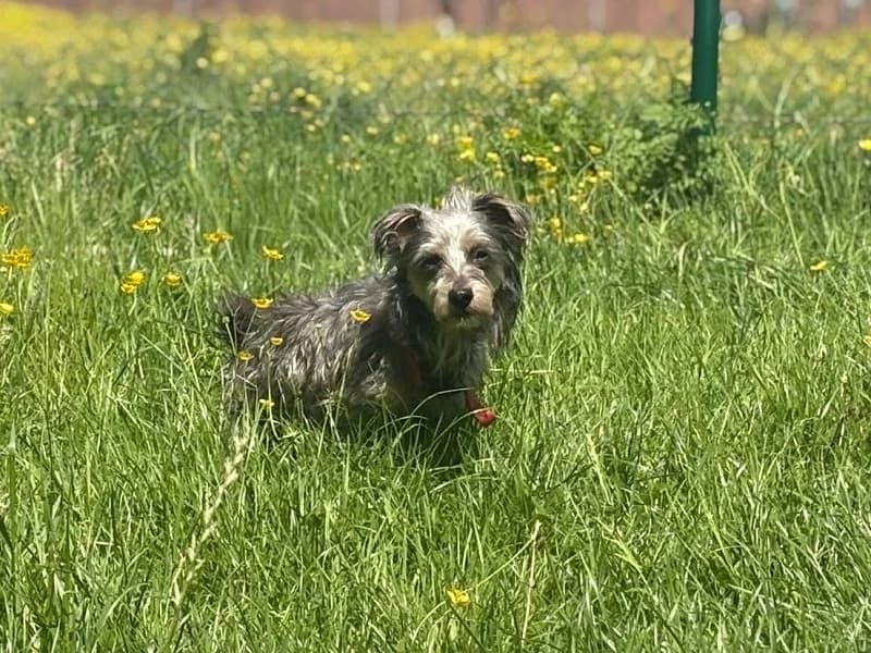 Salsa,  (SPA Charleroi)